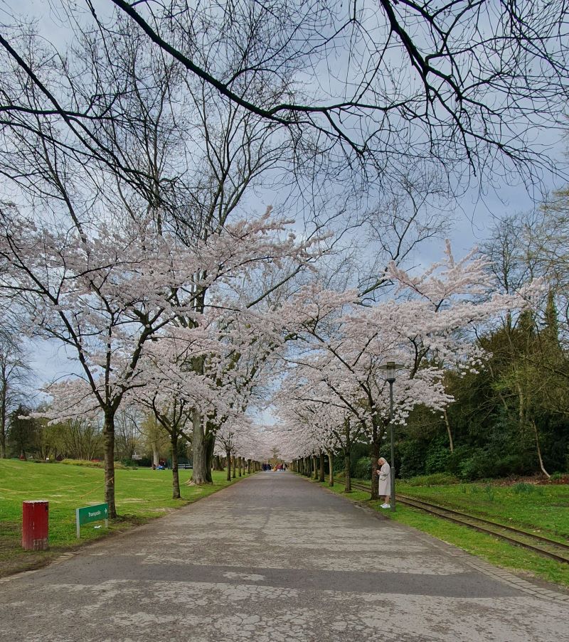 Weiß blühende Bäume